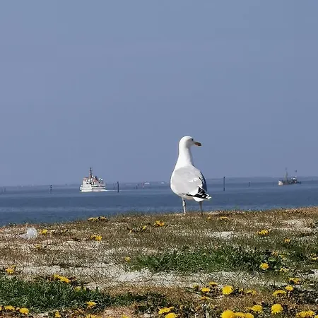 Kleinaberfein An Der Nordseekueste * Schweindorf